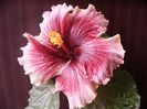 Plum Pizzazz