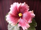 Plum Pizzazz