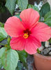 10 august 2013-flori 005
