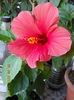 10 august 2013-flori 007