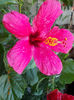 10 august 2013-flori 008
