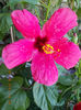 10 august 2013-flori 010