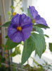 10 august 2013-flori 011