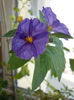 solanum rantonetti