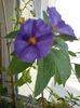 10 august 2013-flori 013