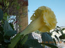 10 august 2013-flori 019