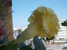 10 august 2013-flori 020