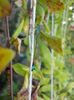 10 august 2013-flori 025