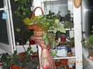 episcia