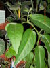 pasiflora din seminte de la Dianadia