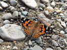 SAM_0965