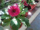 gerbera- pierduta