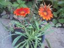 gazania