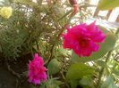 floare de piatra- roz
