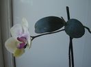 DSC08450
