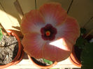 hibiscusi 069