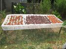 IMG_7275