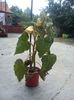 Begonia galbena