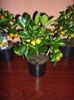 calamondin 70 ron