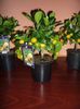 calamondin de la 70-ron