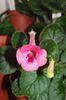 SRG's Pinky Belle