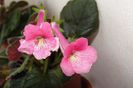 SRG's Dream Pink