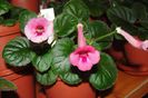 SRG's Pinky Belle
