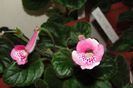 SRG's Pink Diamond