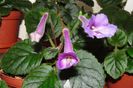 SRG's Blue Eruption