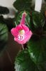 AN's Sparrow Pink