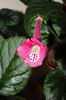 AN's Sparrow Pink