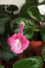 An's Sparrow Pink