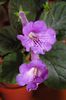 SRG's Blue Eruption
