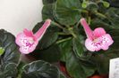 SRGs Joyful Eruption