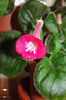 SRGs Cherry Lady