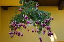 DSC_0030 (2)