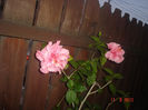 DSC08337