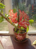 DSC08286