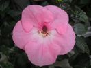 Apple Blossom