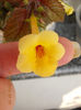 12 august 2013-flori 003
