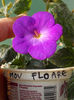 12 august 2013-flori 042