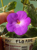12 august 2013-flori 044