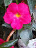 12 august 2013-flori 169