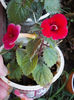 12 august 2013-flori 223