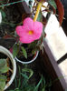 12 august 2013-flori 226