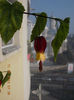 12 august 2013-flori 089