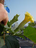 datura galbena balerina tutu