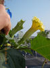 12 august 2013-flori 113
