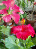 12 august 2013-flori 057