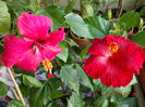 12 august 2013-flori 058